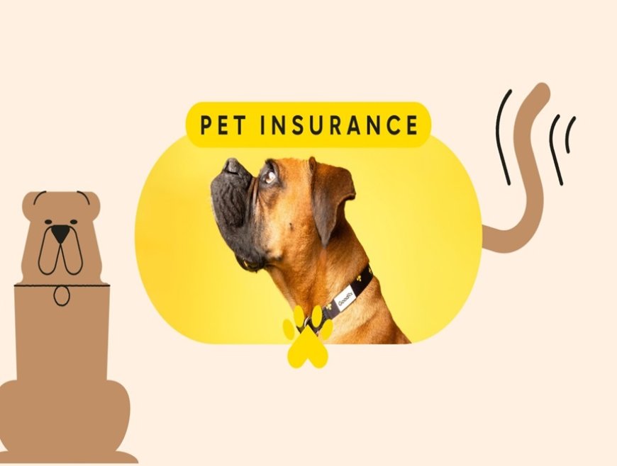 Pet Insurance in India: A Financial Safety Net for Your Furry Family Members